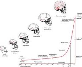 Evolution Of The Human Brain